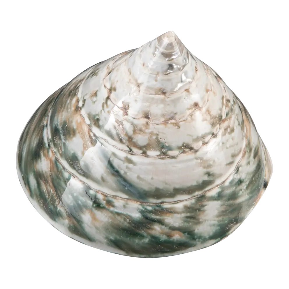 Muschel Muschel