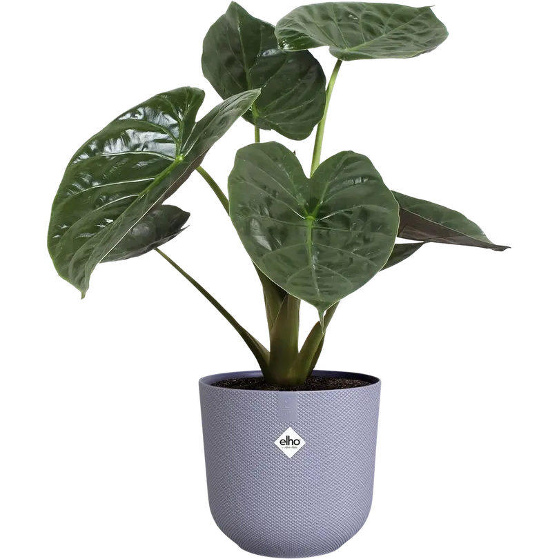 Blumentopf Jazz