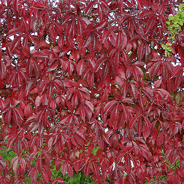 2 x Vigne vierge de virginie 'Engelmannii' - Parthenocissus quinquefolia 'Engelmannii'- 50-60 cm pot