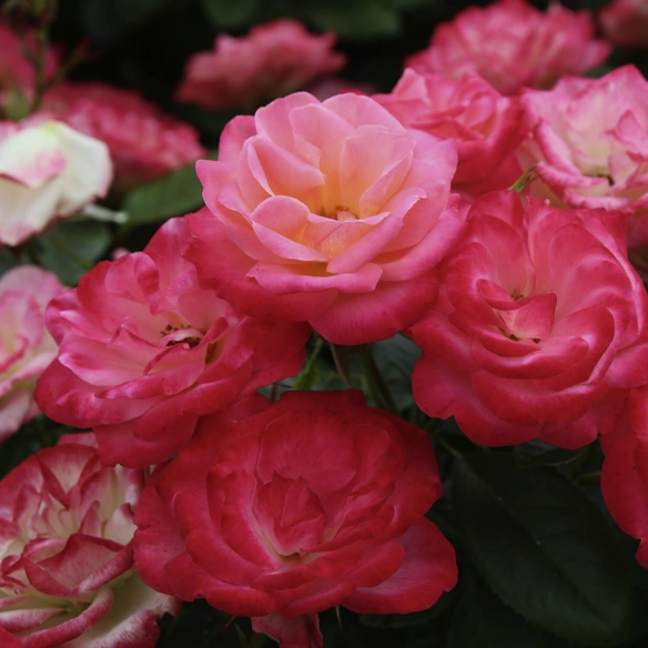 Beetrose, Rosa »Enjoy®«, Blüte: apricot, halbgefüllt