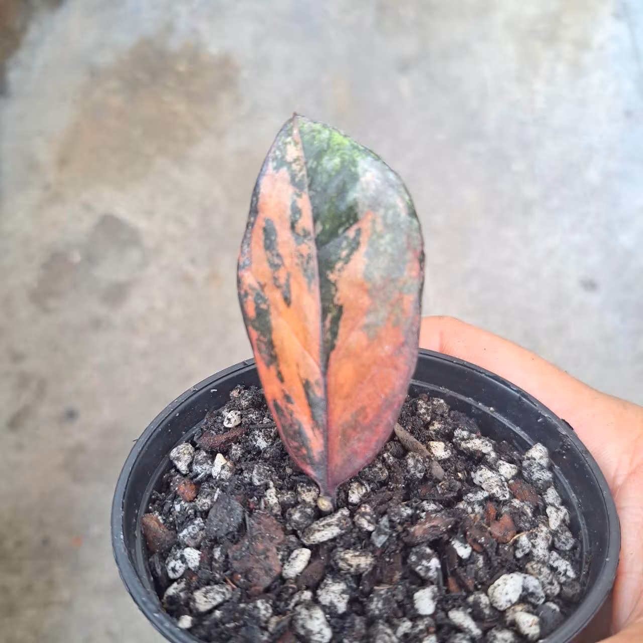 Zamioculcas zamiifolia Rooted Plant Raven Orange Black Green Variegated ZZ Plant Rare Multicolor 05