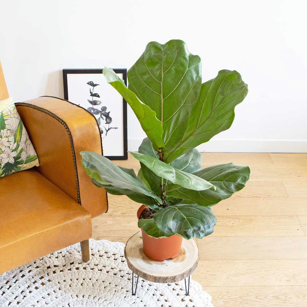 FICUS LYRATA - Ficus Lyrata facile d'entretien sans cache-pot