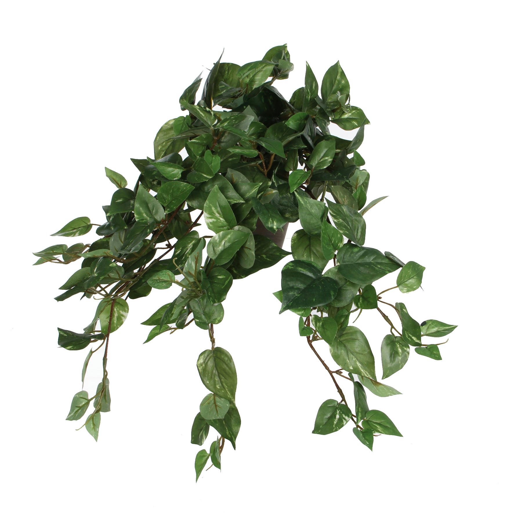- Scindapsus vert en pot H45