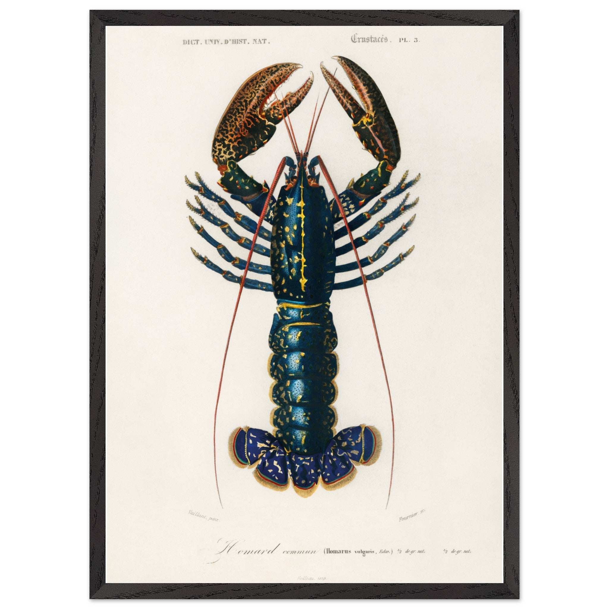 Artfulprints Poster met Lijst Charles Dessalines d'Orbigny - Crimson crawfish (palemon ornatum)  - 50x70 cm - Blauw