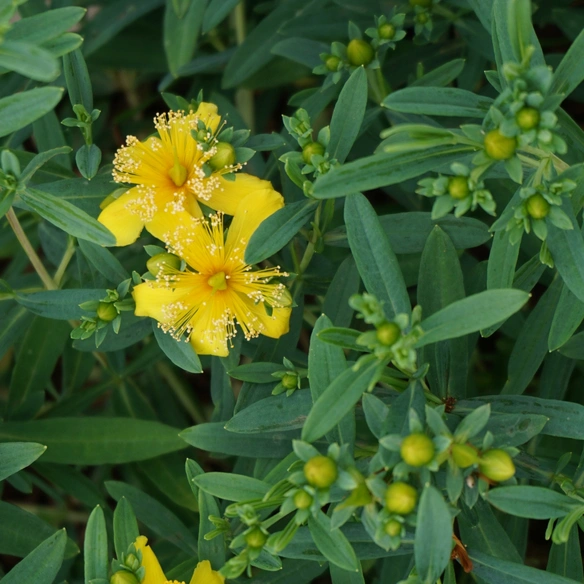 Pflanze »Hypericum kalmianum«, Cobalt-n-Gold -R-, gelb