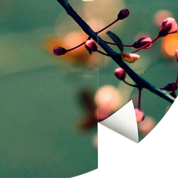 Vliestapete »Runde Vliestapete«, Kirschblüten Blumen Knospen, mehrfarbig, matt