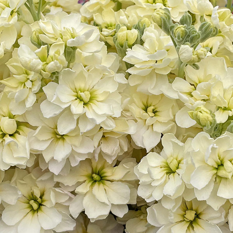 Lövkoja 'Anytime Yellow'
