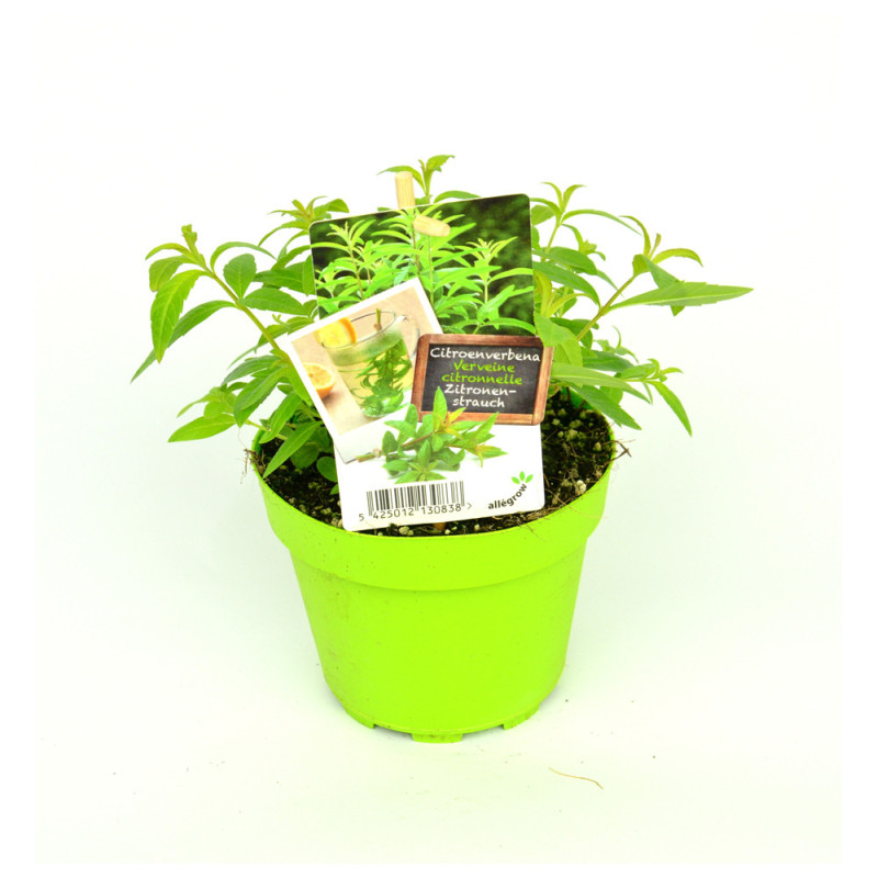 Verveine citronnelle en pot
