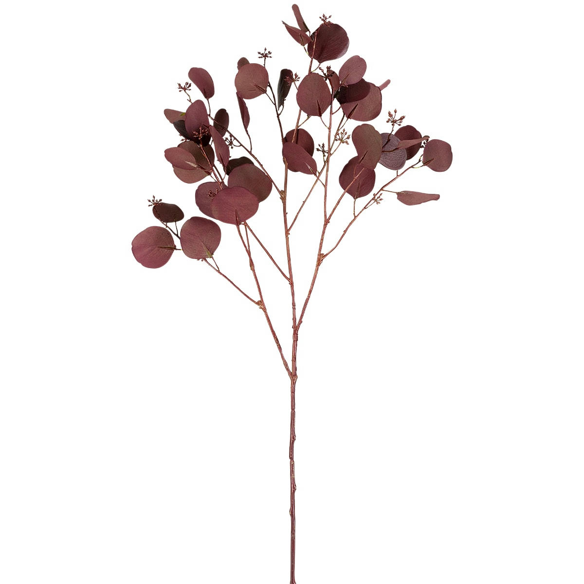 - Eucalyptus et graines h96