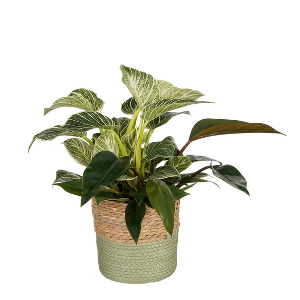 Korb »Rachel«, Seegras, grün
