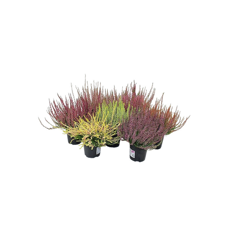 Bruyère d'hiver en pot Ø 9,5 cm