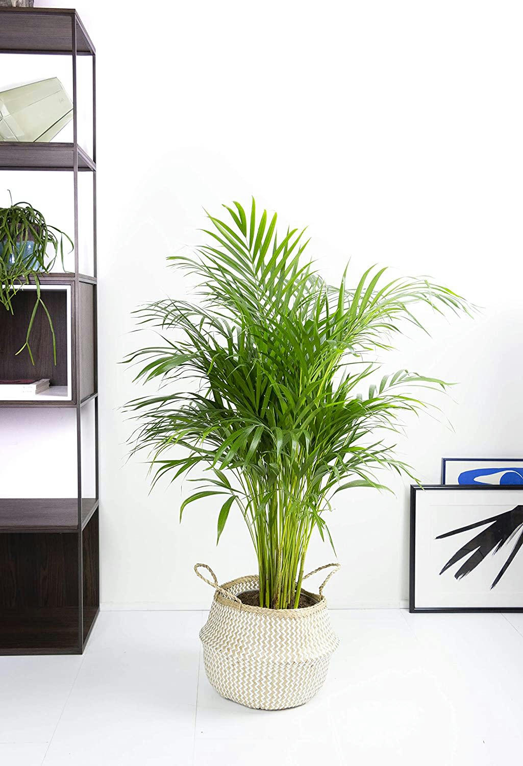 - Plante d'intérieur - Palmier areca de 90 cm