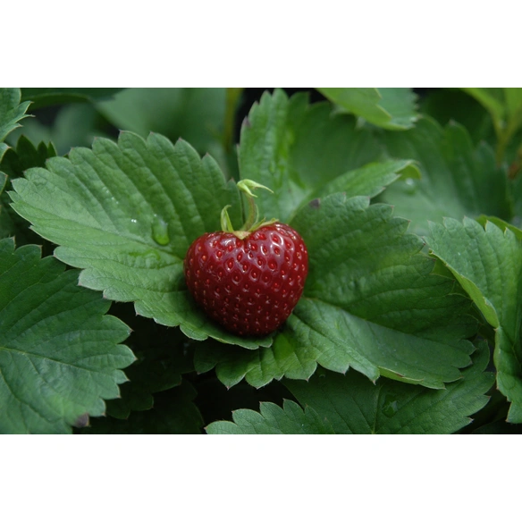 Erdbeere, Fragaria ananassa »Herzle«, Blütenfarbe: weiß