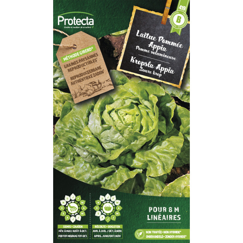 Semences de laitue Pommée Appia PROTECTA