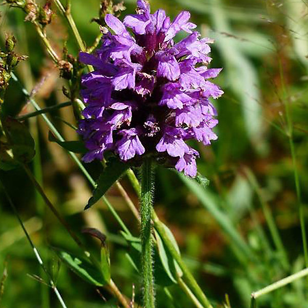 6 x Brunelle, Prunelle - Prunella grandiflora -Violet- godet 9cm x 9cm