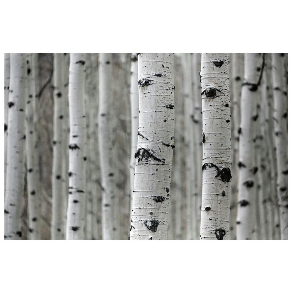 - Tableau impression sur toile Bûches de bouleaux 60x90cm