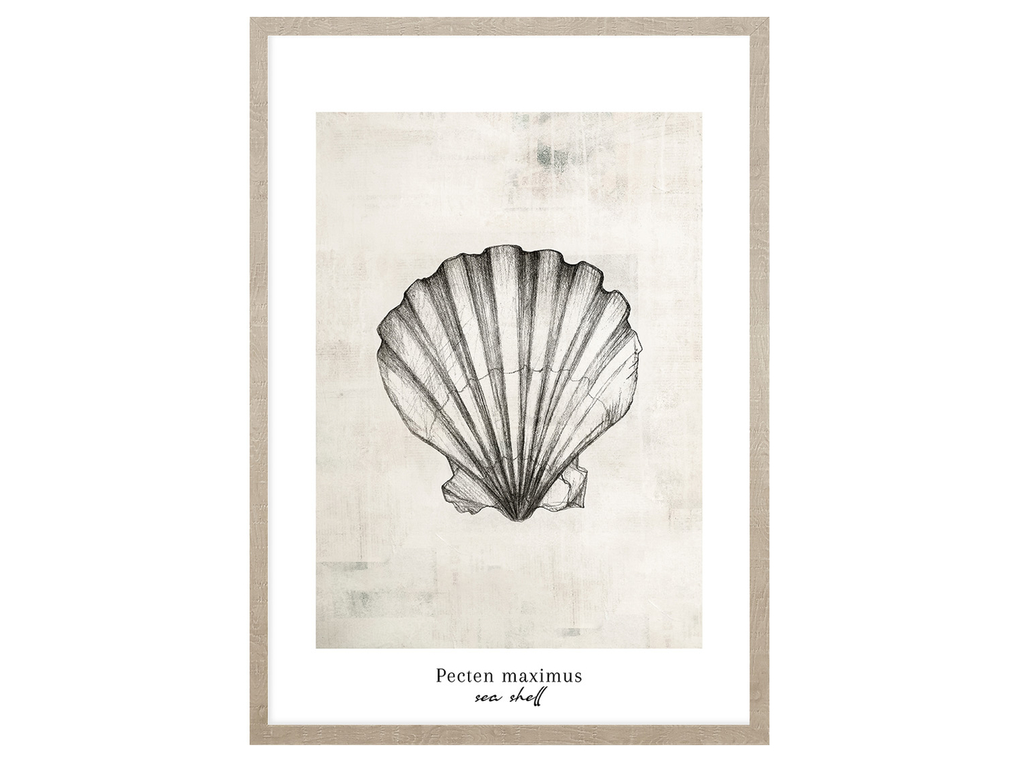 Obraz w ramie Pacten Maximus Sea Shell 53x73 cm