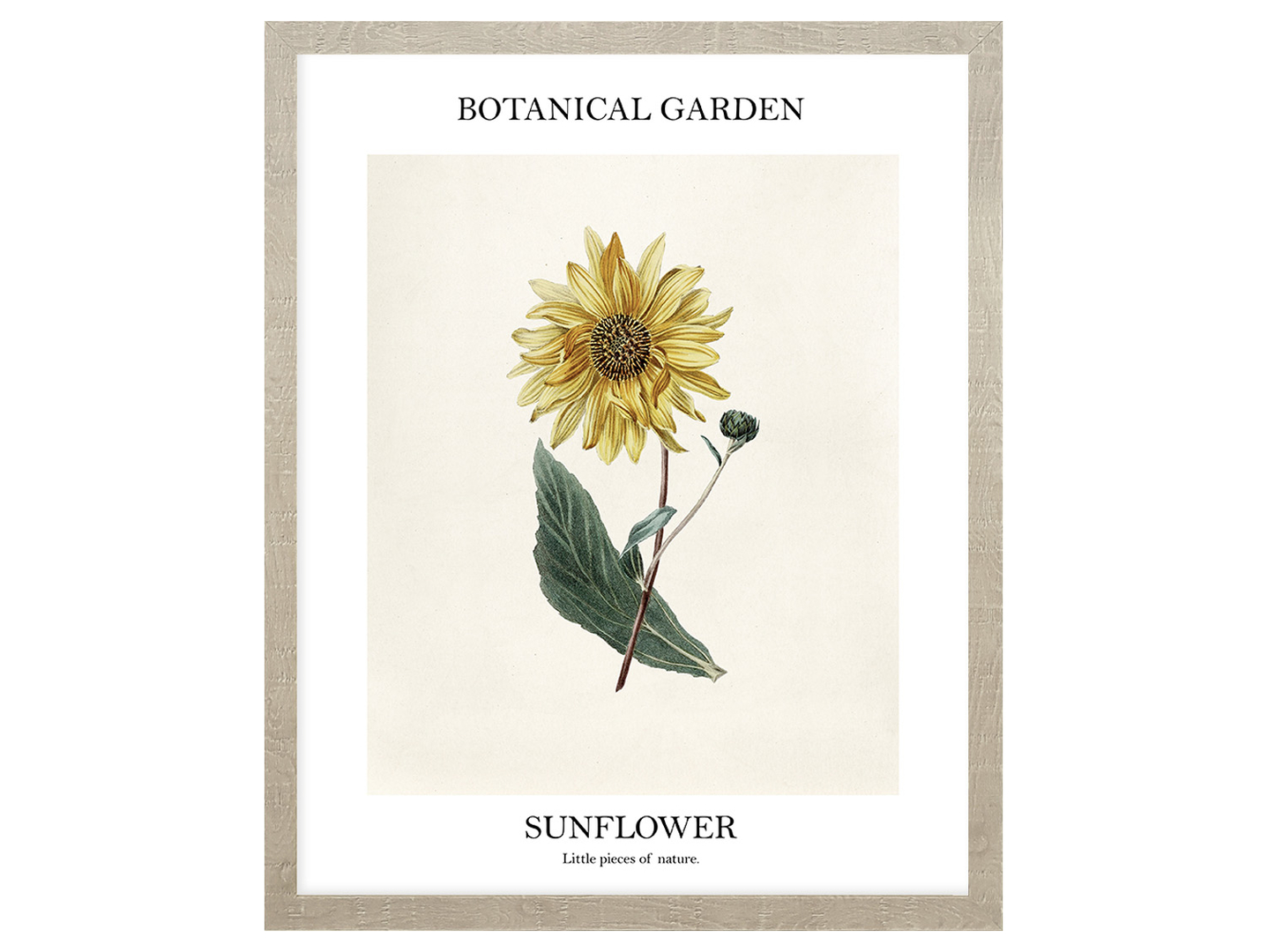 Obraz w ramie Botanical Garden Of Sunflower 43x53 cm