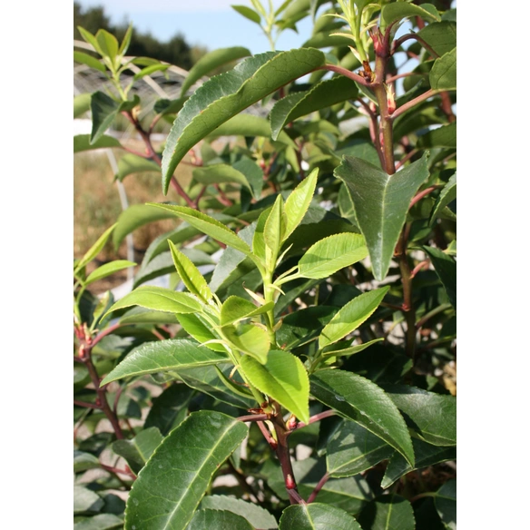 Portugiesische Lorbeerkirsche, Prunus lusitanica »Angustifolia«, Blätter: grün, Blüten: weiß