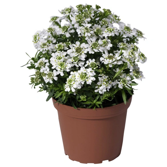 Stauden »Colour Stauden Mix-CC«, gemischt, winterhart
