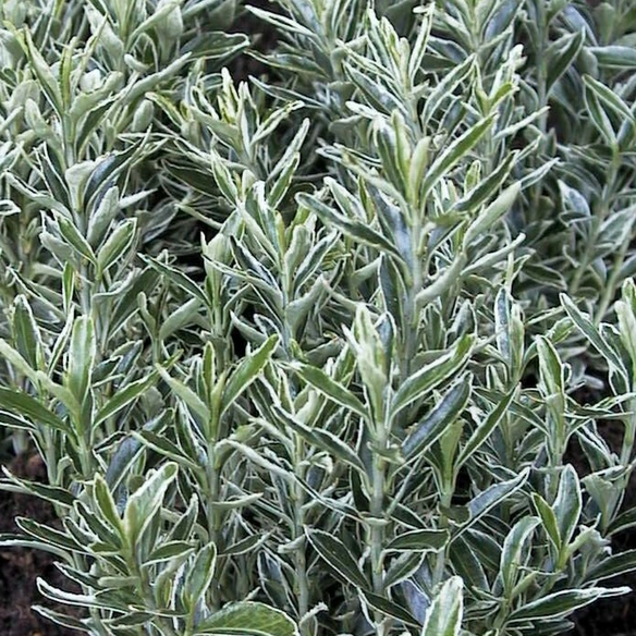 Spindelstrauch, Euonymus japonicus »Microphyllus Var.«, weiß, winterhart