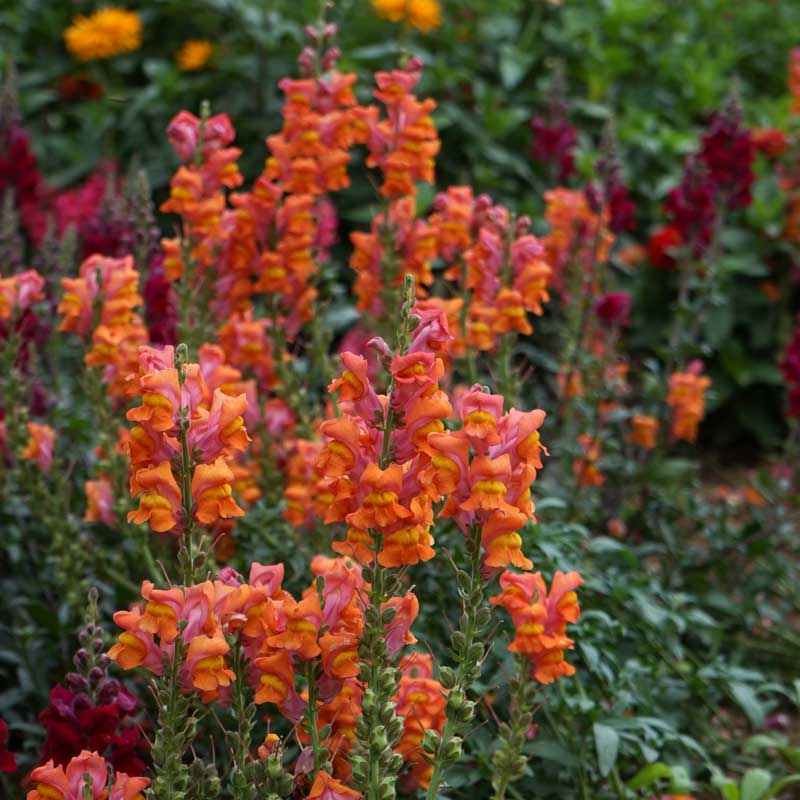 Lejongap 'Orange Wonder'