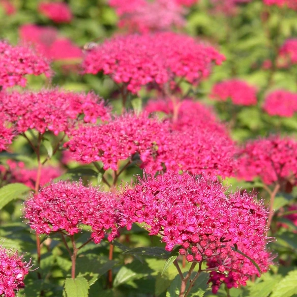 Rote Sommerspiere, Spiraea japonica »Anthony Waterer«, Blätter: grün, Blüten: rosa/pink