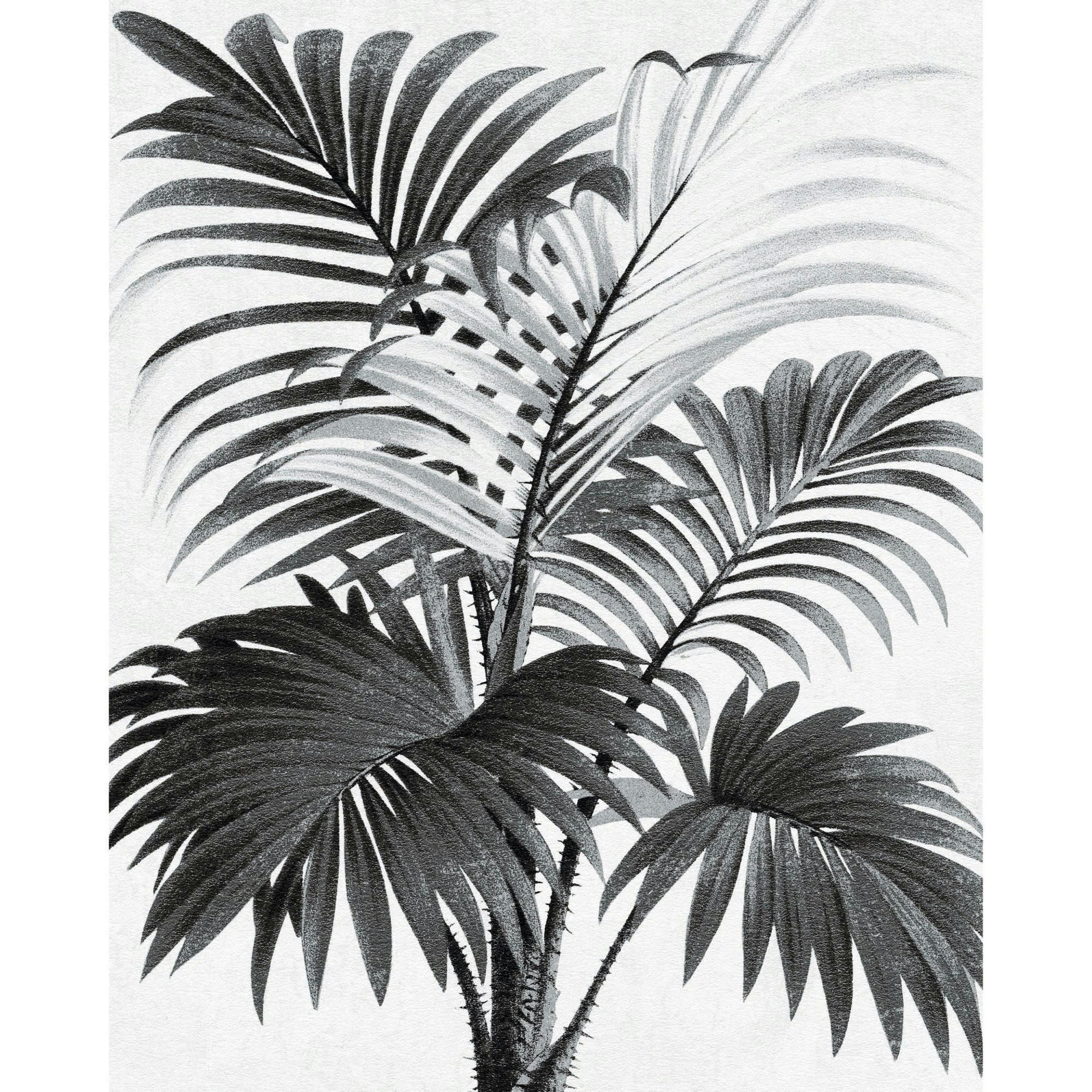 PALMI - Poster en papier noir et blanc 40x50 cm