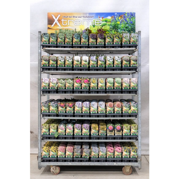 Pflanze »Trockengarten Xtreme«, mehrfarbig