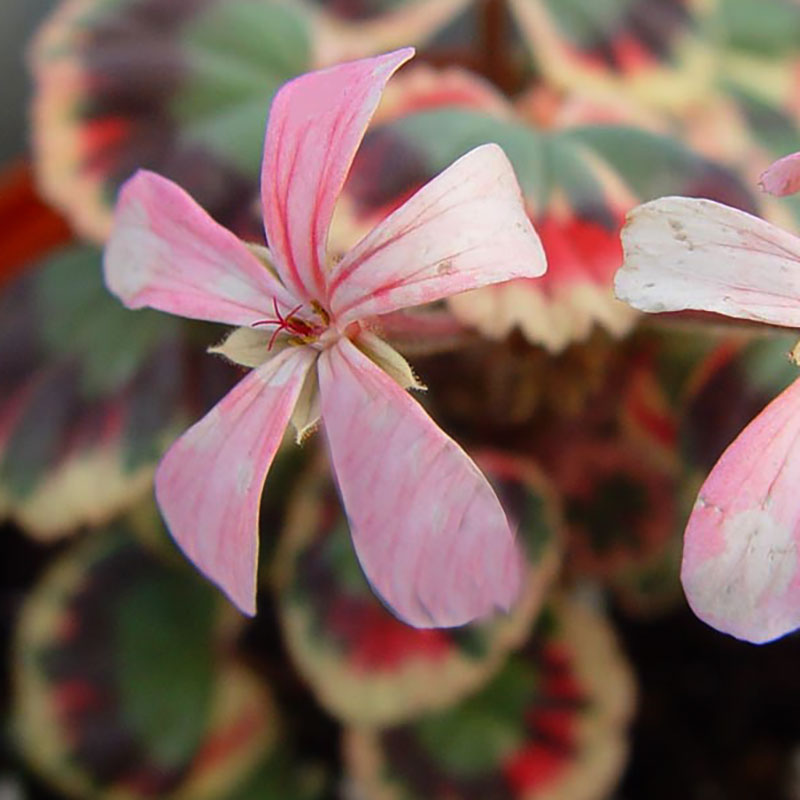 Zonalpelargon 'Excalibur'
