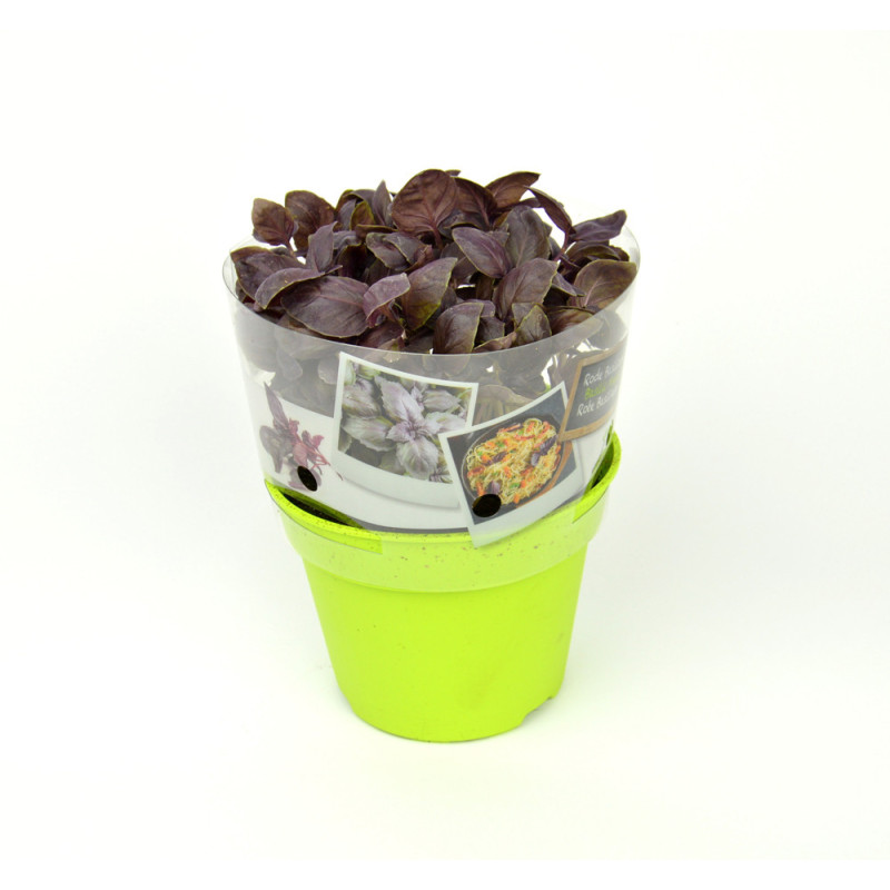 Basilic pourpre en pot