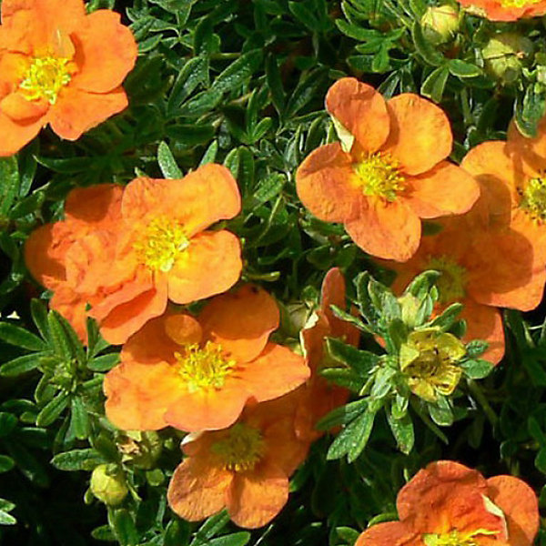 2 x Potentille arbustive 'Tangerine' - Potentilla fruticosa 'Tangerine'- 25-30 cm pot