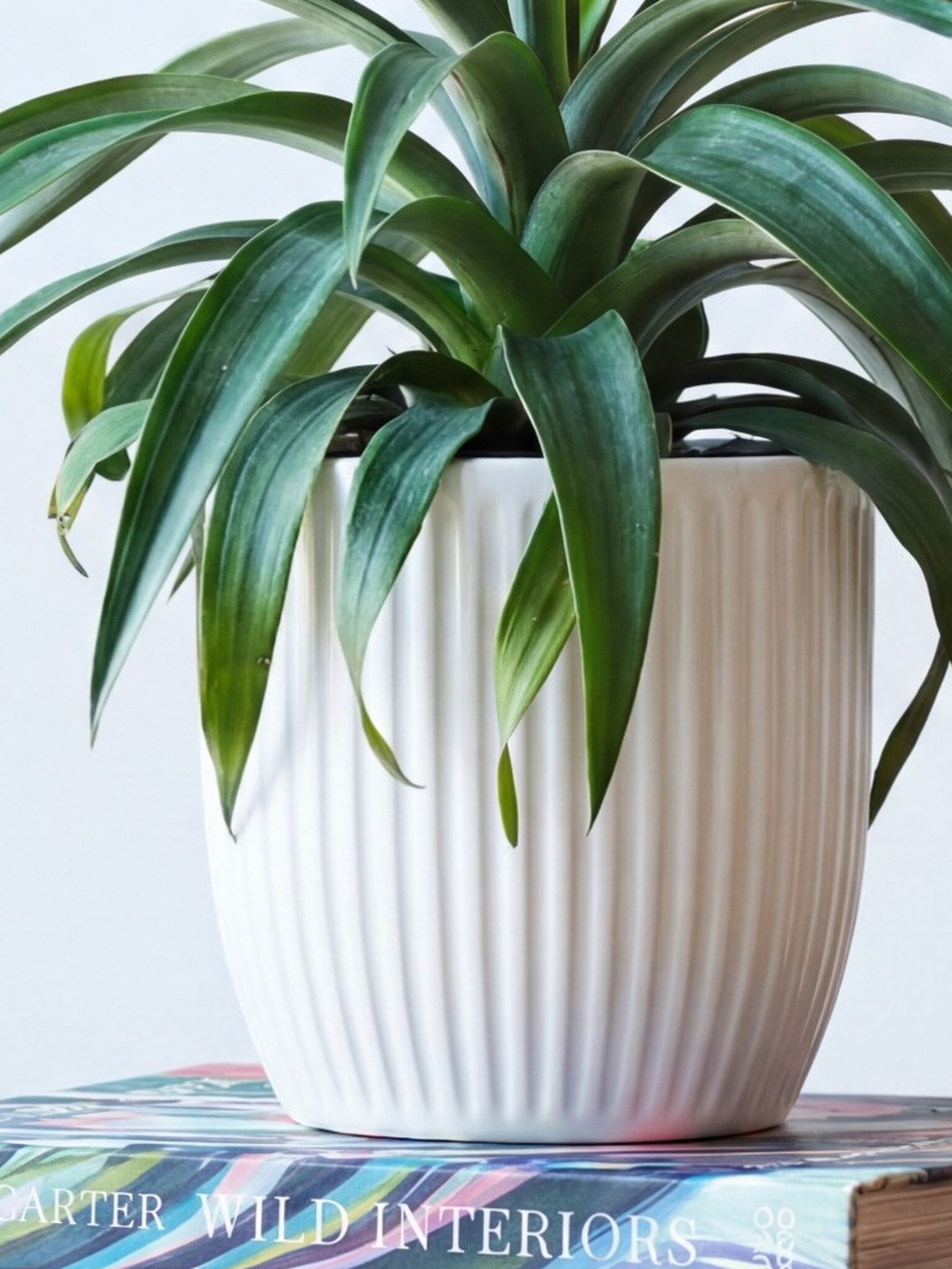 Beards & Daisies White Real Pineapple Plant in Ribbed Pot