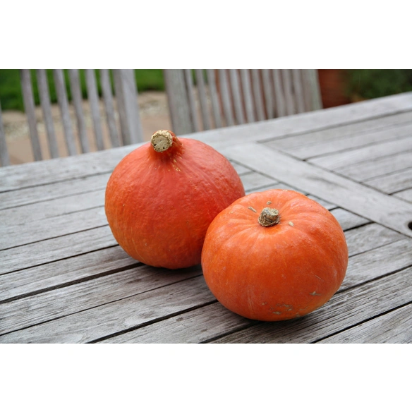 Hokkaido-Kürbis, Ø12cm-Topf, bio