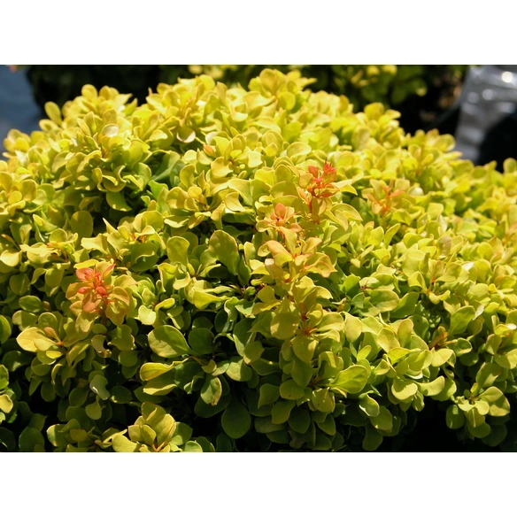 Berberitze, Berberis thunbergii »Golden Nugget«, gelb, winterhart