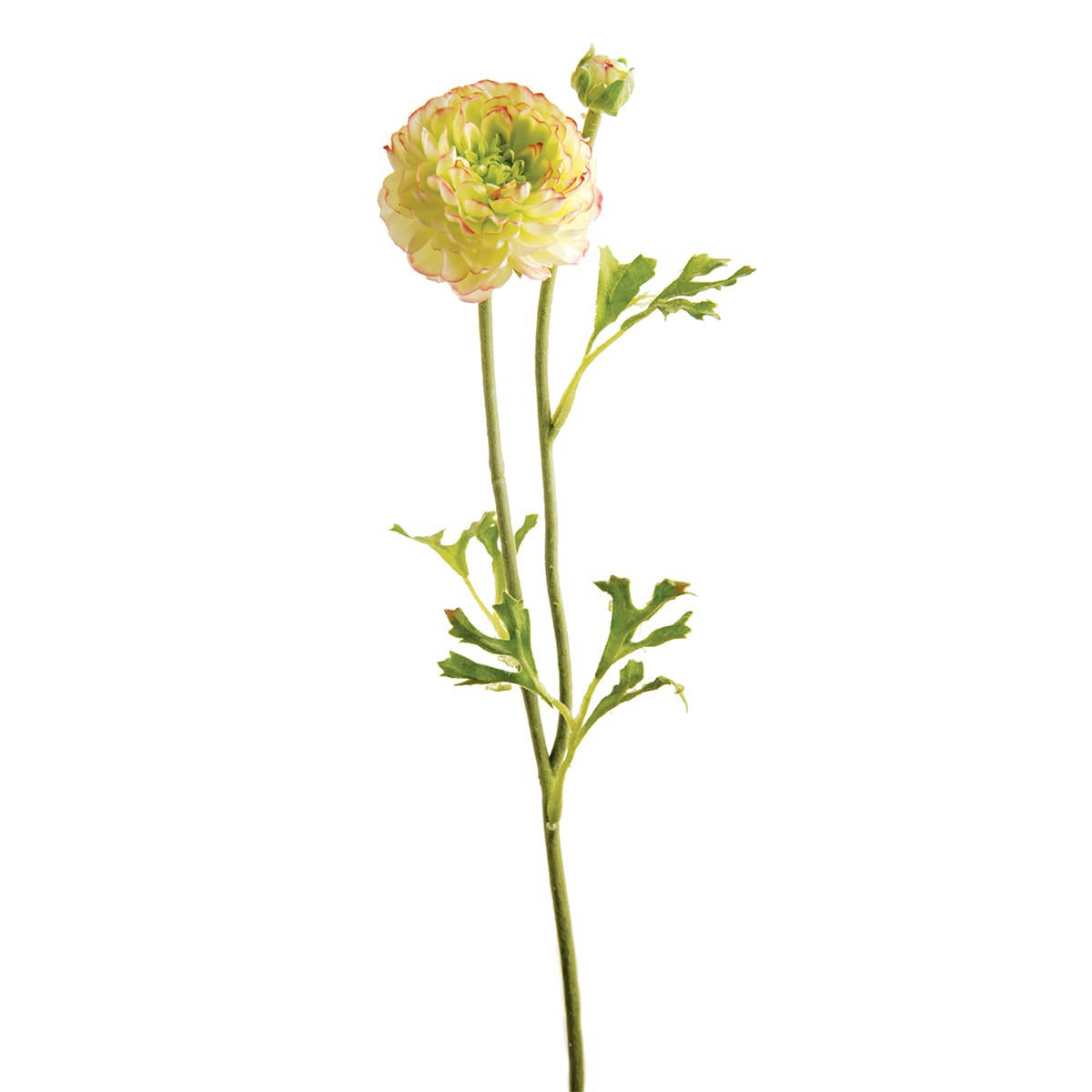 MATHILDA - Renoncule Mathilda