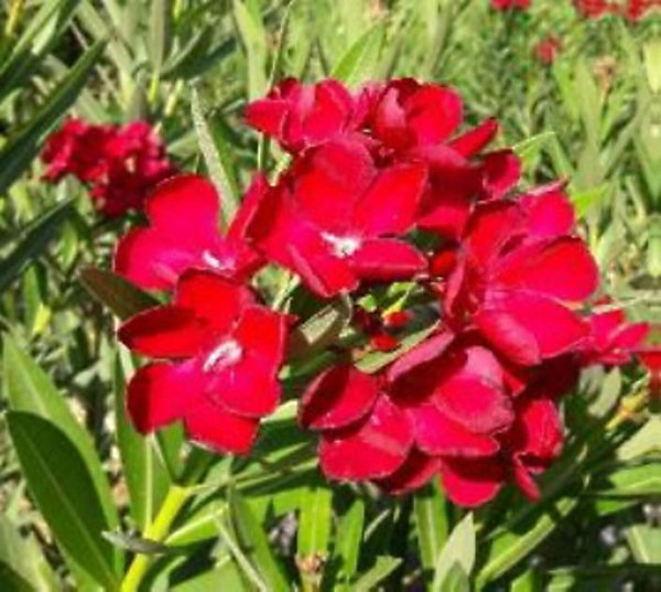 Arbres et plantes - Laurier rose 'paseo' - Pot 7 L - H 100 cm - 150cm - Rose - Extérieur
