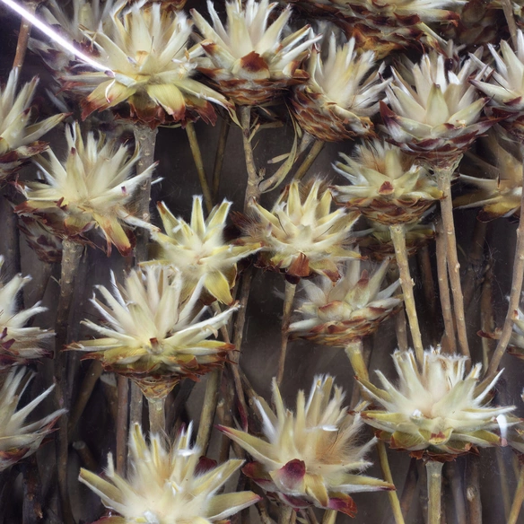 Trockenblumen