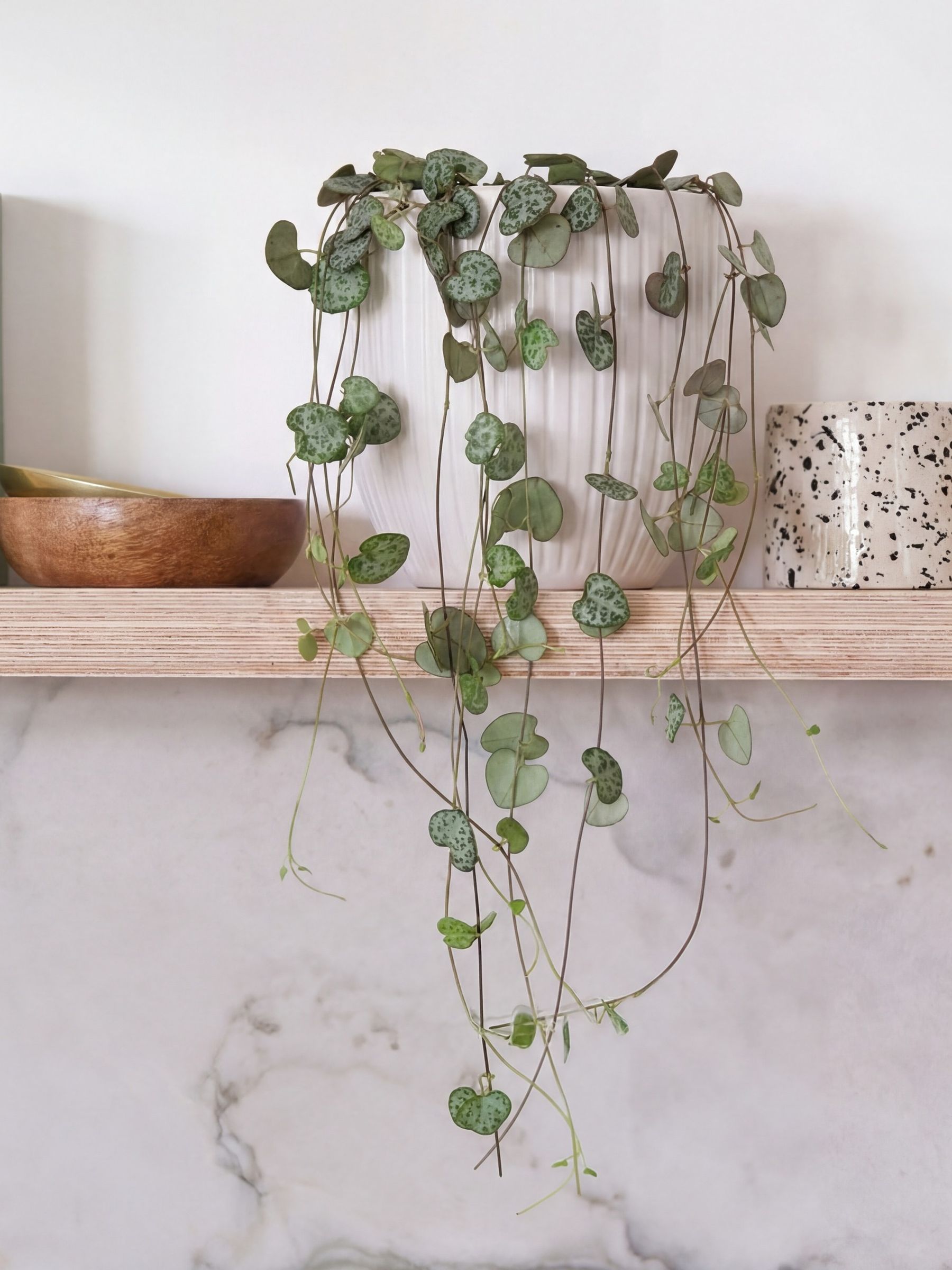 Beards & Daisies White Real String of Hearts Plant in Ribbed Pot
