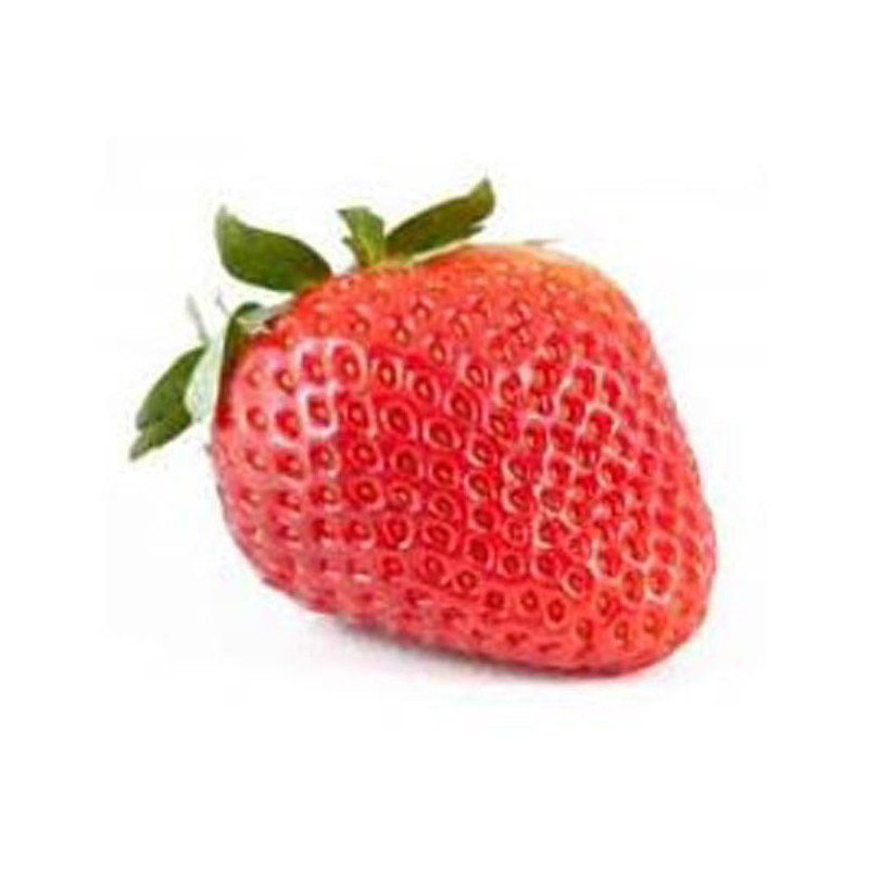 Fraisier Korona en pot