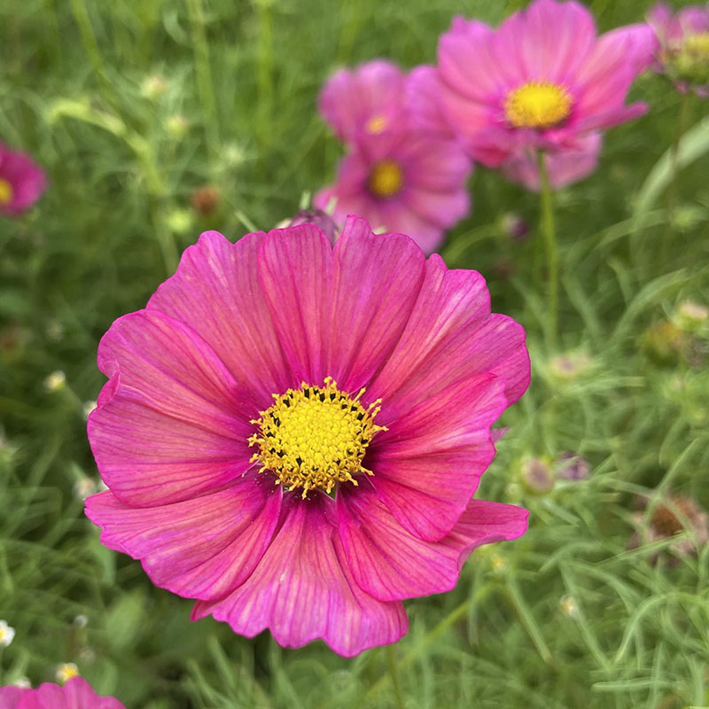 Rosenskära 'Xsenia'