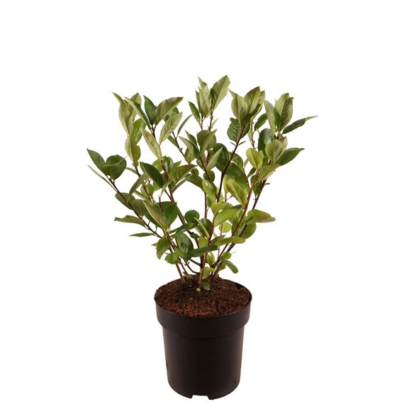 Pflanze »Aronia melanocarpa«, Apfelbeere