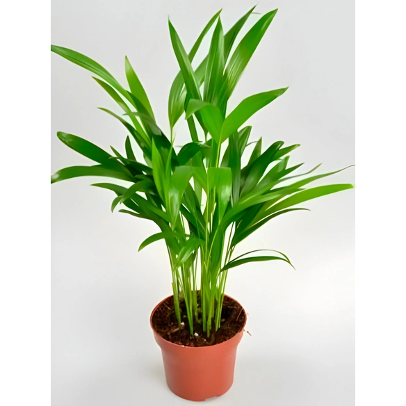Goldfruchtpalme, Dypsis lutescens, bis max. 50 cm