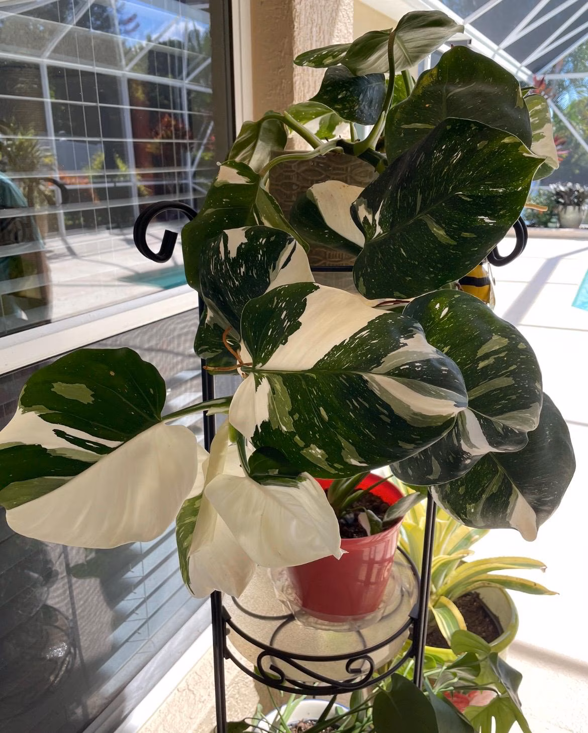 Philodendron Punctata **(ALL starter plants require you to purchase any 2 plants)**