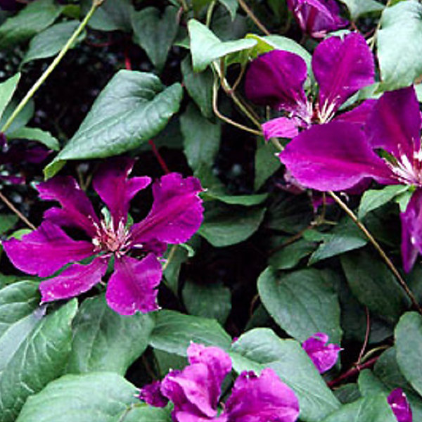 2 x Clématite 'Jackmanii' - Clematis 'Jackmanii'- 50-60 cm pot