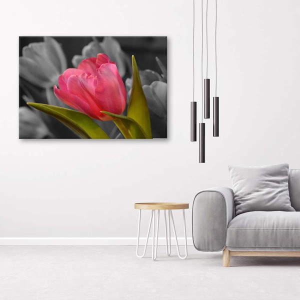 Feeby Obraz na płótnie Kwitnący czerwony tulipan 60x40