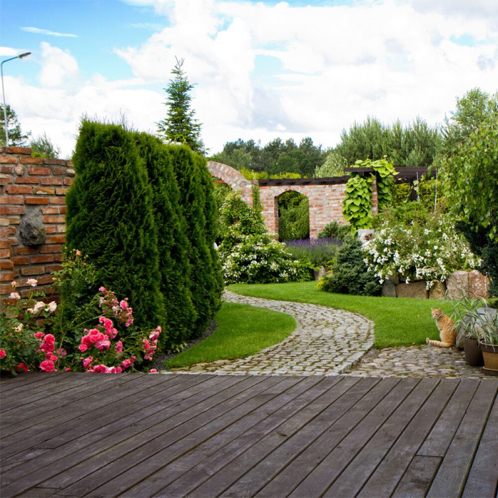 THUJA BRABANT 80-100CM I POTTE