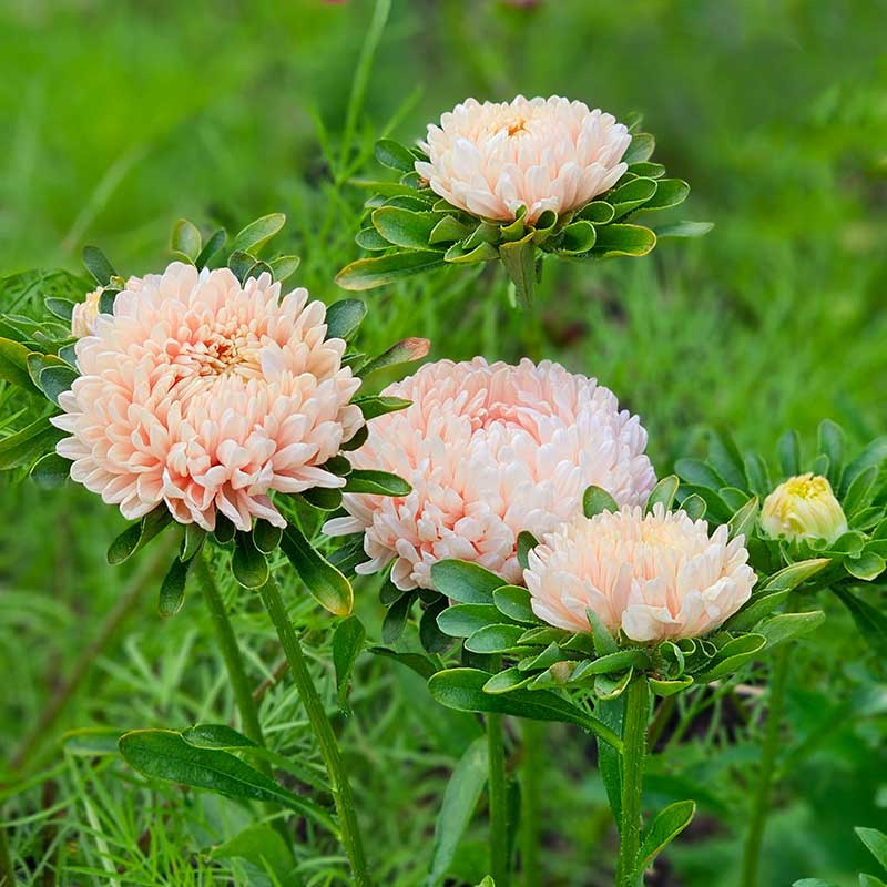 Sommaraster 'Tower Chamois'
