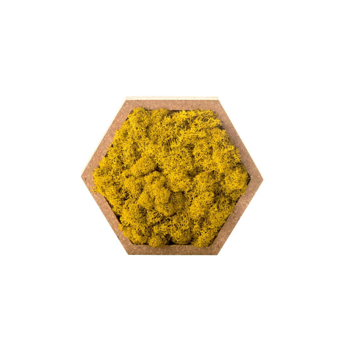 - Tableau vétégtal hexagonal lichen jaune 16 x 16 cm