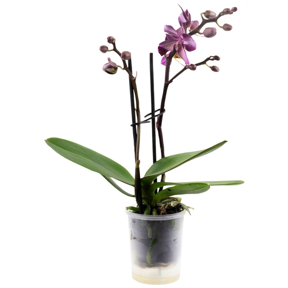 Schmetterlingsorchidee, Phalaenopsis hybride, Blüte: mehrfarbig, im Topf